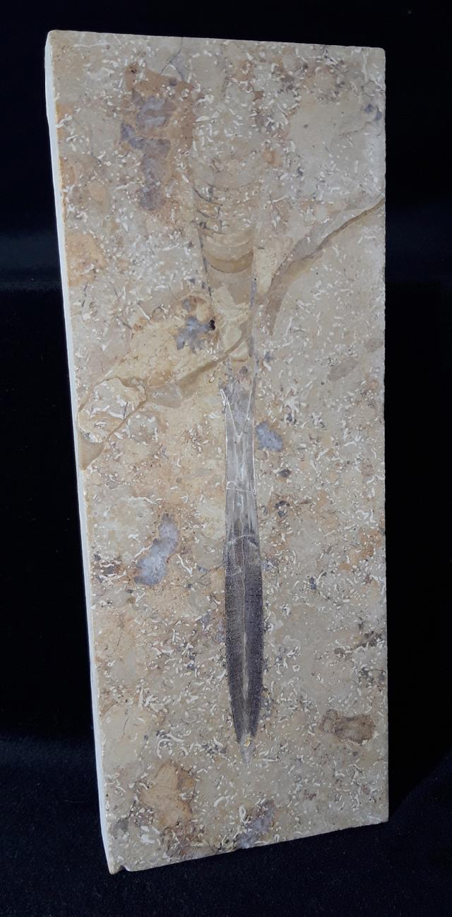 Hibolithes sp. (MONTFORT 1808) - Bild &copy; FossNet FossilienStore
